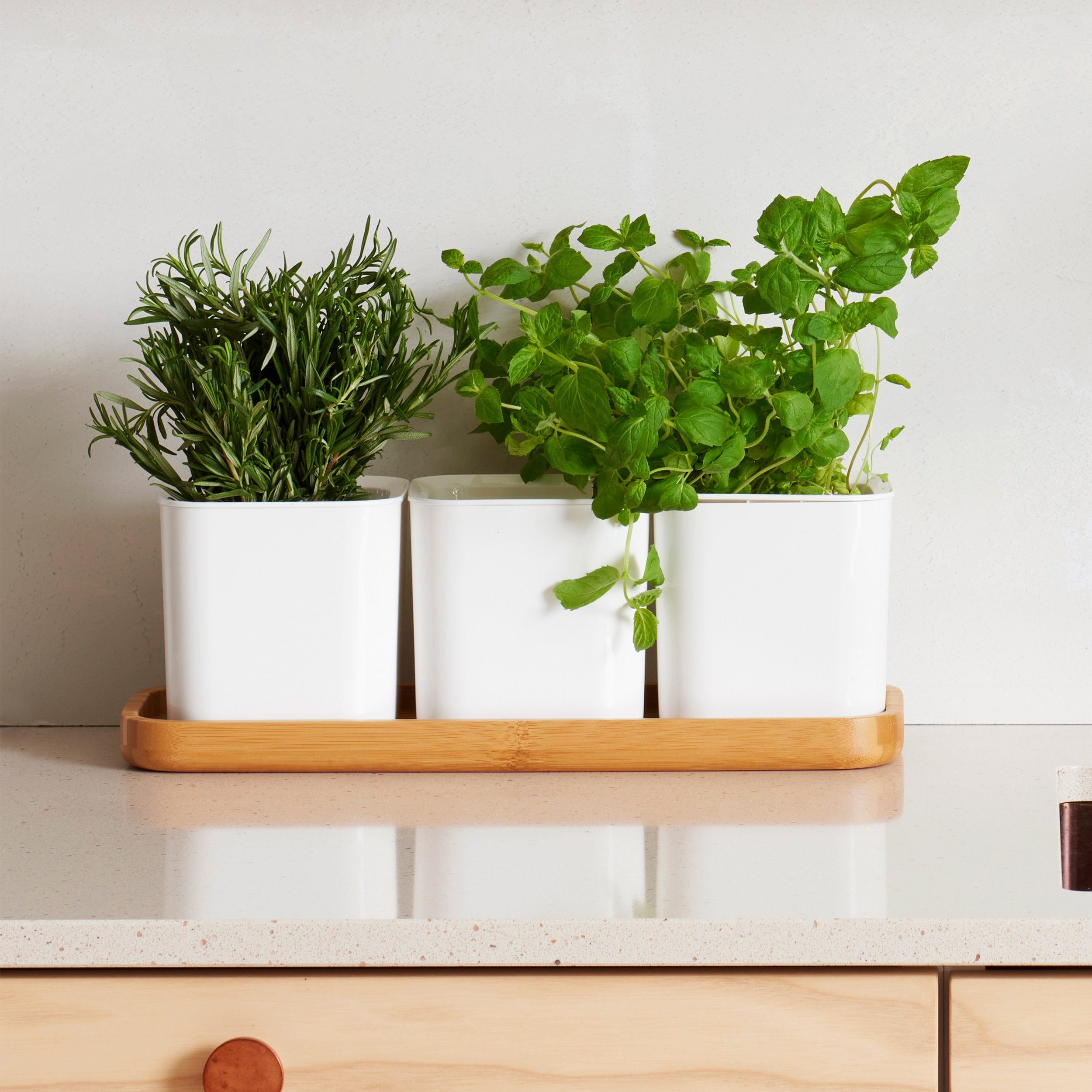 Self Watering Herb Pot Set